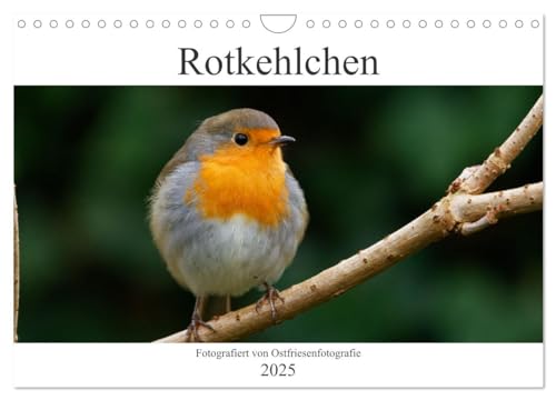 Rotkehlchen - Fotografiert von Ostfriesenfotografie (Wandkalender 2025 DIN A4 quer), CALVENDO Monatskalender von CALVENDO