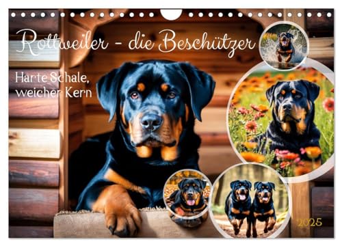 Rottweiler - die Beschützer (Wandkalender 2025 DIN A4 quer), CALVENDO Monatskalender