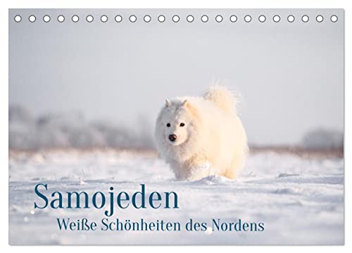 Samojeden - Liebenswerte Fellkugeln (Tischkalender 2025 DIN A5 quer), CALVENDO Monatskalender von CALVENDO