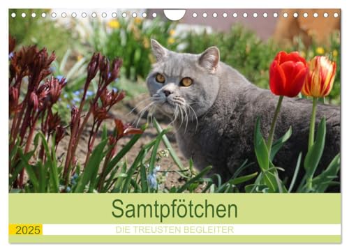 Samtpfötchen - Die treusten Begleiter 2025 (Wandkalender 2025 DIN A4 quer), CALVENDO Monatskalender