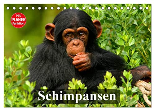 Schimpansen (Tischkalender 2026 DIN A5 quer), CALVENDO Monatskalender von CALVENDO