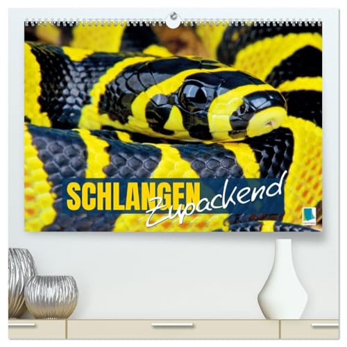 Schlangen: Zupackend (hochwertiger Premium Wandkalender 2026 DIN A2 quer), Kunstdruck in Hochglanz von CALVENDO
