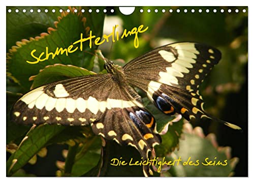 Schmetterlinge (Wandkalender 2026 DIN A4 quer), CALVENDO Monatskalender von CALVENDO