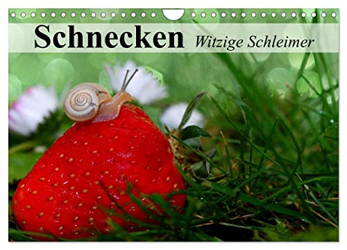 Schnecken. Witzige Schleimer (Wandkalender 2025 DIN A4 quer), CALVENDO Monatskalender von CALVENDO