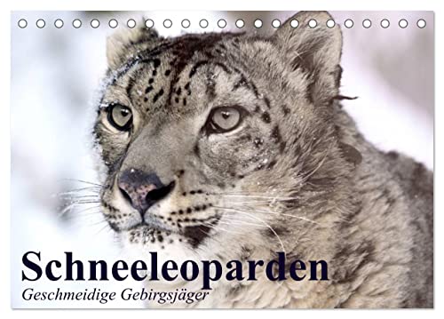 Schneeleoparden. Geschmeidige Gebirgsjäger (Tischkalender 2026 DIN A5 quer), CALVENDO Monatskalender von CALVENDO