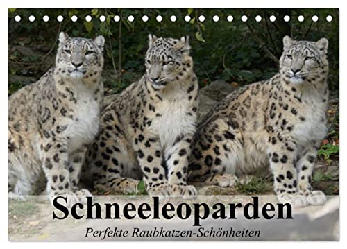 Schneeleoparden. Perfekte Raubkatzen-Schönheiten (Tischkalender 2025 DIN A5 quer), CALVENDO Monatskalender von CALVENDO