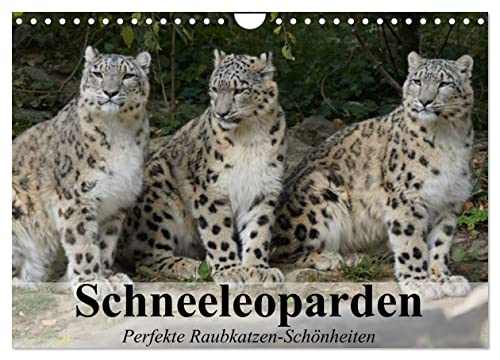 Schneeleoparden. Perfekte Raubkatzen-Schönheiten (Wandkalender 2025 DIN A4 quer), CALVENDO Monatskalender von CALVENDO