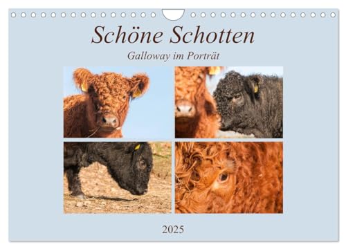 Schöne Schotten - Galloway im Porträt (Wandkalender 2025 DIN A4 quer), CALVENDO Monatskalender von CALVENDO