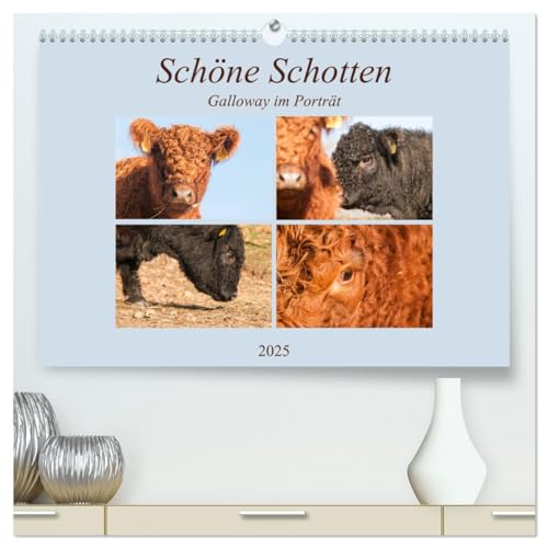 Schöne Schotten - Galloway im Porträt (hochwertiger Premium Wandkalender 2025 DIN A2 quer), Kunstdruck in Hochglanz von CALVENDO
