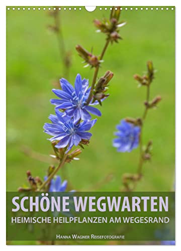 Schöne Wegwarten. Heimische Heilpflanzen am Wegesrand (Wandkalender 2025 DIN A3 hoch), CALVENDO Monatskalender von CALVENDO