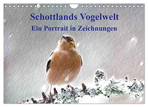 Schottlands Vogelwelt - Ein Porträt in Zeichnungen (Wandkalender 2026 DIN A4 quer), CALVENDO Monatskalender von CALVENDO