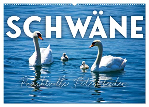 Schwäne - Prachtvolle Federkleider. (Wandkalender 2025 DIN A2 quer), CALVENDO Monatskalender von CALVENDO