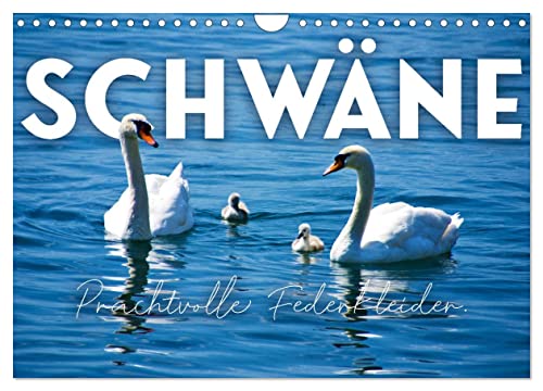 Schwäne - Prachtvolle Federkleider. (Wandkalender 2025 DIN A4 quer), CALVENDO Monatskalender von CALVENDO