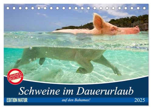 Schweine im Dauerurlaub auf den Bahamas! (Tischkalender 2025 DIN A5 quer), CALVENDO Monatskalender von CALVENDO