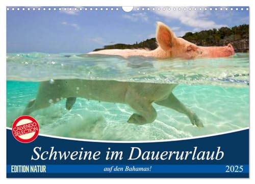 Schweine im Dauerurlaub auf den Bahamas! (Wandkalender 2025 DIN A3 quer), CALVENDO Monatskalender von CALVENDO