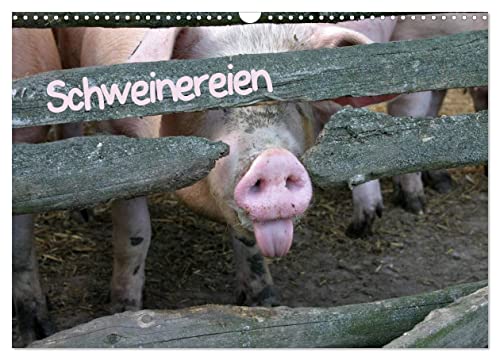 Schweinereien (Wandkalender 2025 DIN A3 quer), CALVENDO Monatskalender von CALVENDO