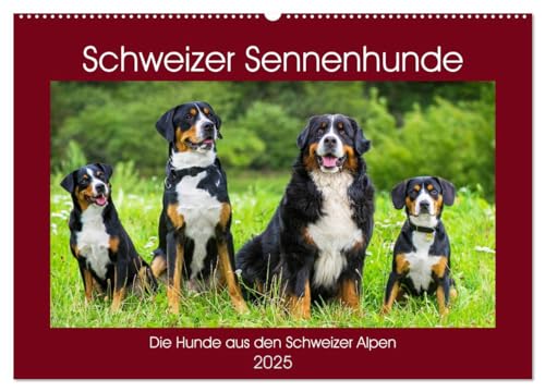 Schweizer Sennenhunde - die Hunde aus den Schweizer Alpen (Wandkalender 2025 DIN A2 quer), CALVENDO Monatskalender von CALVENDO