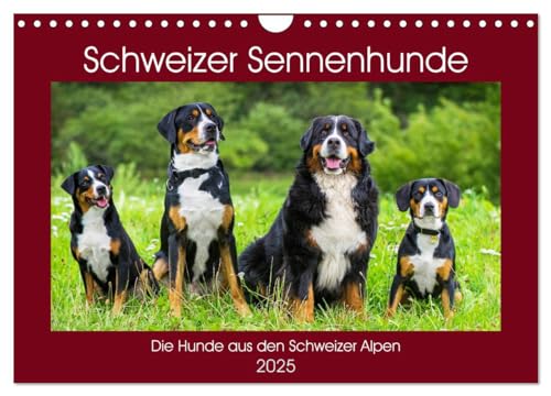 Schweizer Sennenhunde - die Hunde aus den Schweizer Alpen (Wandkalender 2025 DIN A4 quer), CALVENDO Monatskalender von CALVENDO