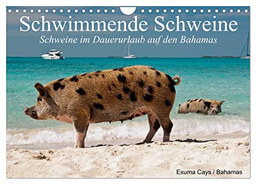 Schwimmende Schweine (Wandkalender 2025 DIN A4 quer), CALVENDO Monatskalender von CALVENDO