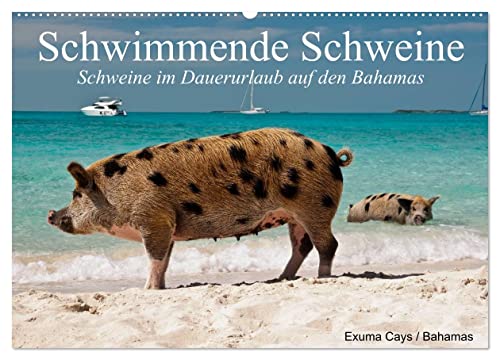 Schwimmende Schweine (Wandkalender 2026 DIN A2 quer), CALVENDO Monatskalender von CALVENDO