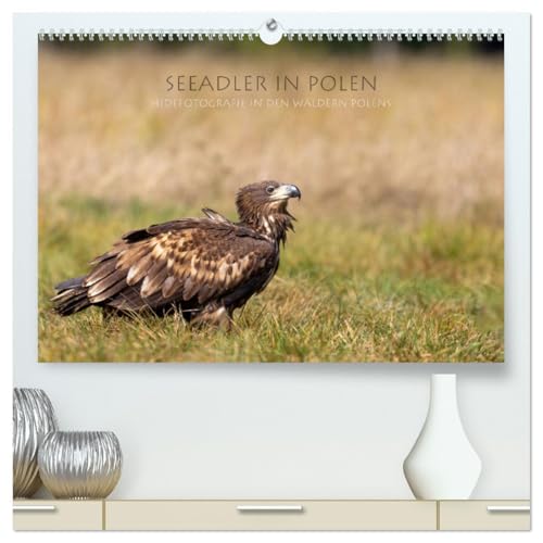 Seeadler in Polen (hochwertiger Premium Wandkalender 2025 DIN A2 quer), Kunstdruck in Hochglanz: Hidefotografie in den Wäldern Polens (CALVENDO Tiere) von Calvendo