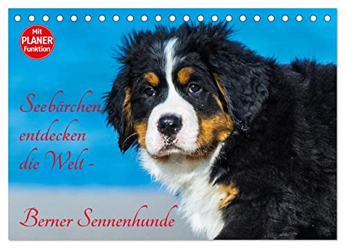Seebärchen entdecken die Welt - Berner Sennenhunde (Tischkalender 2025 DIN A5 quer), CALVENDO Monatskalender