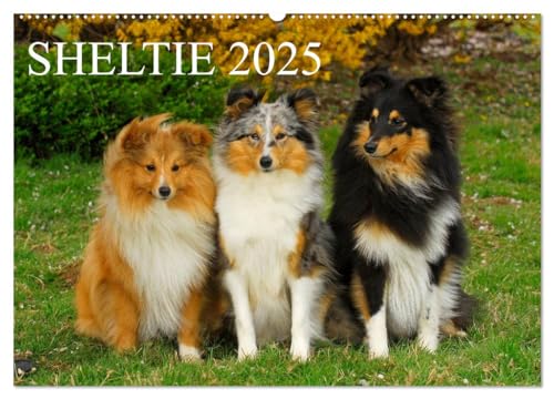 Sheltie 2025 (Wandkalender 2025 DIN A2 quer), CALVENDO Monatskalender von CALVENDO
