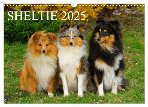 Sheltie 2025 (Wandkalender 2025 DIN A3 quer), CALVENDO Monatskalender von CALVENDO