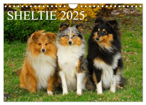 Sheltie 2025 (Wandkalender 2025 DIN A4 quer), CALVENDO Monatskalender von CALVENDO