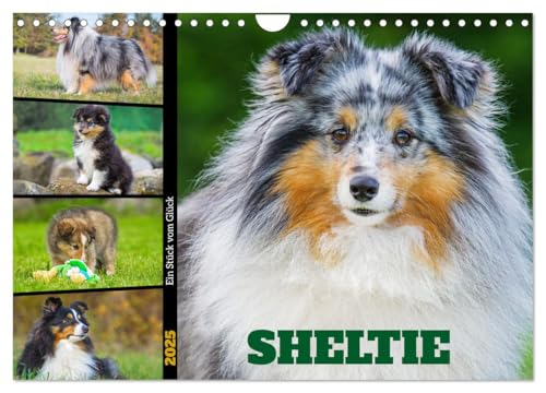 Sheltie - Ein Stück vom Glück (Wandkalender 2025 DIN A4 quer), CALVENDO Monatskalender von CALVENDO