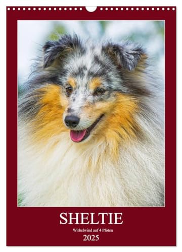 Sheltie - Wirbelwind auf 4 Pfoten (Wandkalender 2025 DIN A3 hoch), CALVENDO Monatskalender von CALVENDO