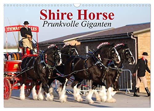 Shire Horse • Prunkvolle Giganten (Wandkalender 2025 DIN A3 quer), CALVENDO Monatskalender von CALVENDO
