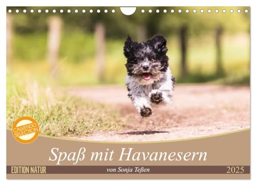 Spaß mit Havanesern (Wandkalender 2025 DIN A4 quer), CALVENDO Monatskalender von CALVENDO