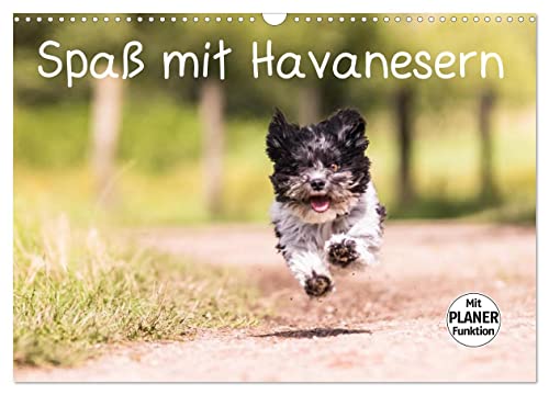 Spaß mit Havanesern (Wandkalender 2026 DIN A3 quer), CALVENDO Monatskalender: Fröhliche Havaneser begleiten Sie durch Ihr Jahr. Lassen Sie sich verzaubern. (CALVENDO Tiere) von Calvendo