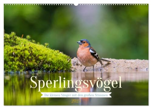 Sperlingsvögel - Die kleinen Sänger mit den großen Stimmen (Wandkalender 2025 DIN A2 quer), CALVENDO Monatskalender von CALVENDO