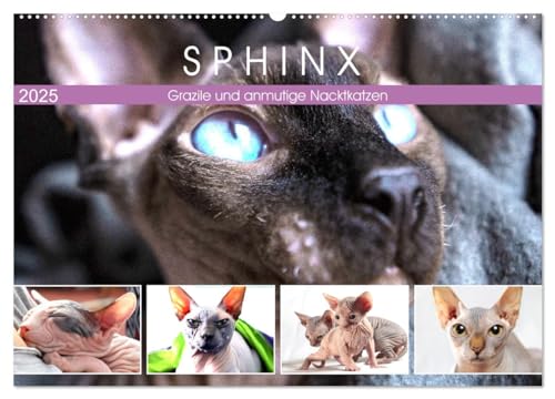 Sphinx. Grazile und anmutige Nacktkatzen (Wandkalender 2025 DIN A2 quer), CALVENDO Monatskalender von CALVENDO