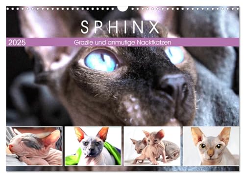 Sphinx. Grazile und anmutige Nacktkatzen (Wandkalender 2025 DIN A3 quer), CALVENDO Monatskalender von CALVENDO