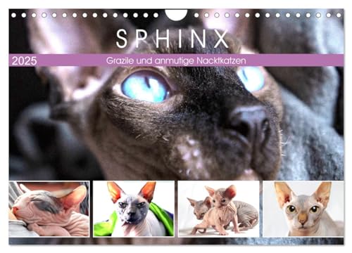 Sphinx. Grazile und anmutige Nacktkatzen (Wandkalender 2025 DIN A4 quer), CALVENDO Monatskalender von CALVENDO
