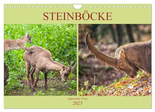 Steinböcke - imposante Tiere (Wandkalender 2025 DIN A4 quer), CALVENDO Monatskalender von CALVENDO