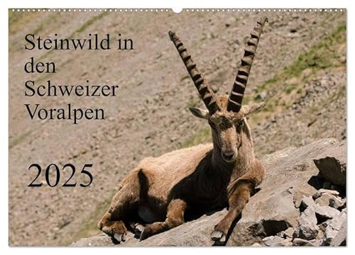 Steinwild in den Schweizer Voralpen (Wandkalender 2025 DIN A2 quer), CALVENDO Monatskalender: Besuchen Sie die Steinböcke am Pilatus. (CALVENDO Tiere) von Calvendo