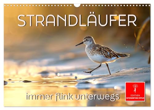 Strandläufer - immer flink unterwegs (Wandkalender 2025 DIN A3 quer), CALVENDO Monatskalender von CALVENDO