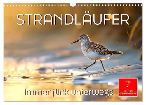 Strandläufer - immer flink unterwegs (Wandkalender 2026 DIN A3 quer), CALVENDO Monatskalender: Liebenswerte Vögelchen – im Laufeifer auf Nahrungssuche (CALVENDO Tiere) von Calvendo