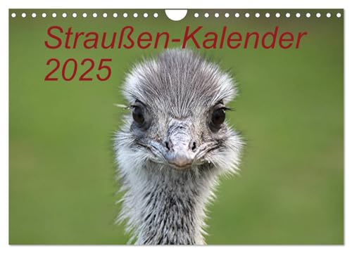 Straußen-Kalender 2025 (Wandkalender 2025 DIN A4 quer), CALVENDO Monatskalender von CALVENDO