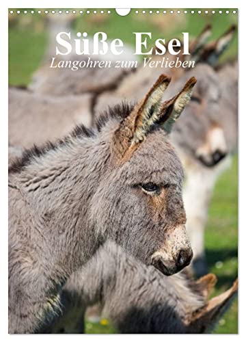 Süße Esel. Langohren zum Verlieben (Wandkalender 2025 DIN A3 hoch), CALVENDO Monatskalender von CALVENDO