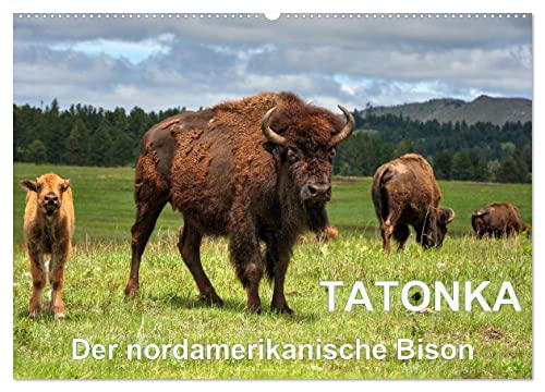 TATONKA Der nordamerikanische Bison (Wandkalender 2025 DIN A2 quer), CALVENDO Monatskalender von CALVENDO