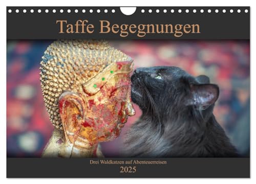 Taffe Begegnungen-Drei Waldkatzen auf Abenteuerreisen (Wandkalender 2025 DIN A4 quer), CALVENDO Monatskalender von CALVENDO