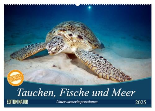 Tauchen, Fische und Meer (Wandkalender 2025 DIN A2 quer), CALVENDO Monatskalender von CALVENDO