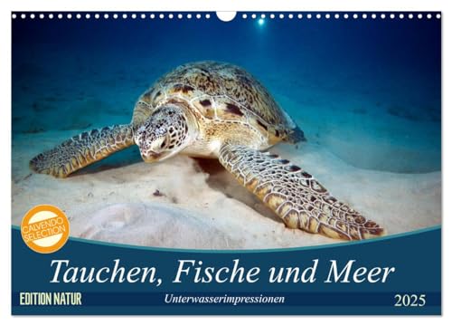 Tauchen, Fische und Meer (Wandkalender 2025 DIN A3 quer), CALVENDO Monatskalender von CALVENDO