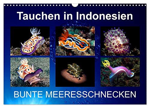 Tauchen in Indonesien - BUNTE MEERESSCHNECKEN (Wandkalender 2025 DIN A3 quer), CALVENDO Monatskalender von CALVENDO