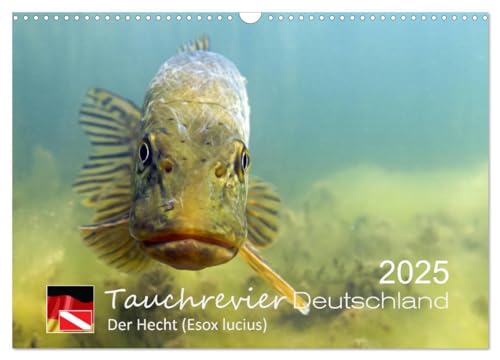 Tauchrevier Deutschland - Der Hecht (Wandkalender 2025 DIN A3 quer), CALVENDO Monatskalender von CALVENDO